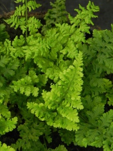 DRYAUS01 15