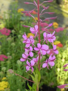 EPIANG00 12