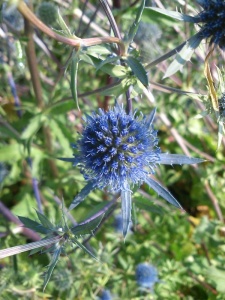 ERYPLA01 14