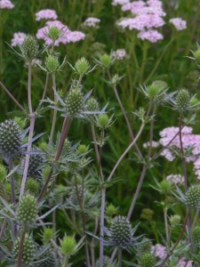 ERYPLA01 17