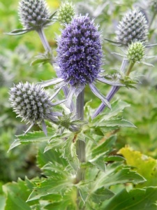 ERYPLA02 14