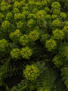 EUPMYR00 17