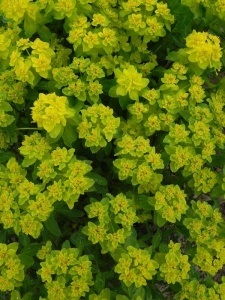 EUPPOL00 15