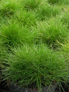 FESGAU00 15