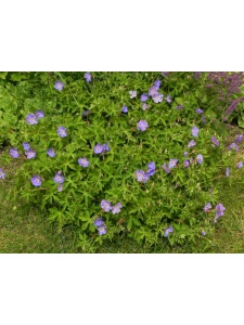 GERHYB01 12