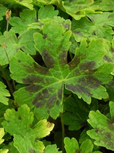 GERPHA01 15