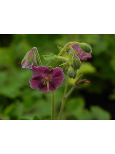 GERPHA01 17