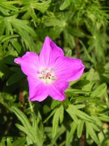GERSAN02 14
