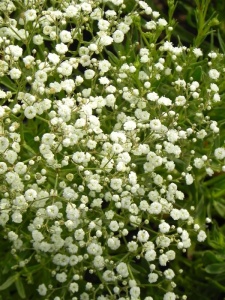 GYPPAN02 11