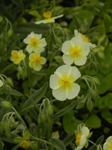 HELHYB04 13