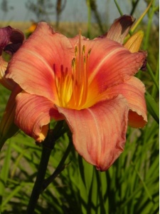 HEMHYB04 15