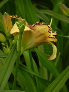 HEMHYB13 15