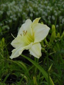 HEMHYB48 13