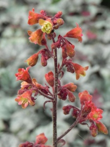 HEUHYB06 15