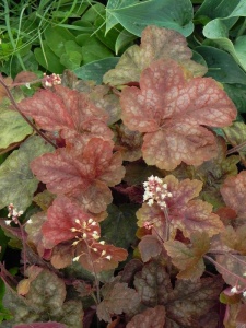 HEUTIA05 14
