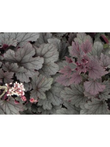 HEUTIA09 16