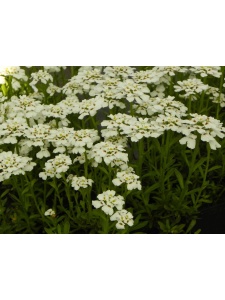 IBESEM03 14