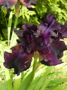 IRIPUM07 16