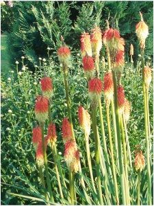 KNIUVA02 11