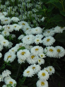 LEUMAX03 16