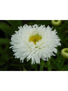 LEUMAX03 17