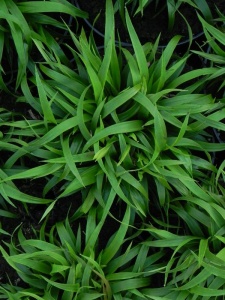 LUZPIL02 14