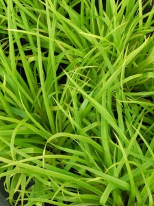 LUZSYL01 16