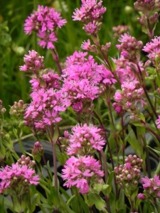 LYCALP01 11