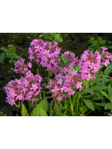 LYCALP01 13