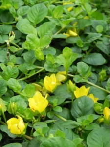 LYSNUM00 15