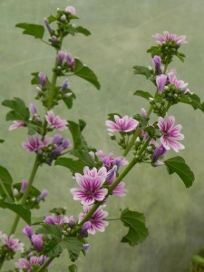 MALSYL01 15