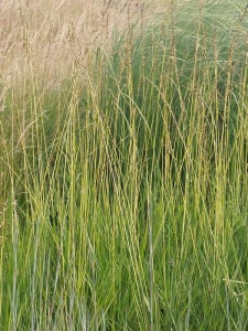 MOLARU06 11