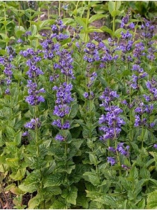 NEPHYB01 11