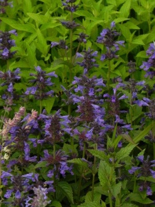 NEPKUB01 15