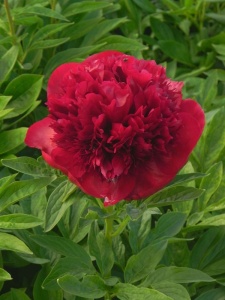 PAEHYB02 14