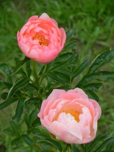 PAELAC07 15