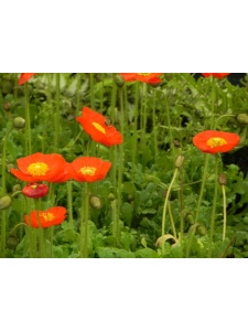 PAPNUD01 12