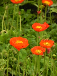PAPNUD01 15