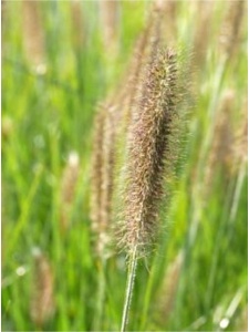PENALO11 11