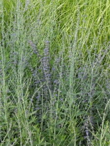 PERATR04 14