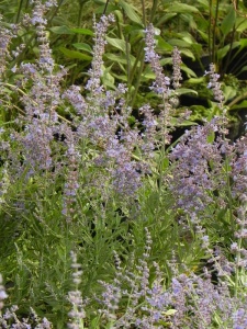 PERATR06 14