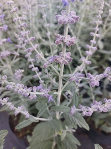 PERATR07 12
