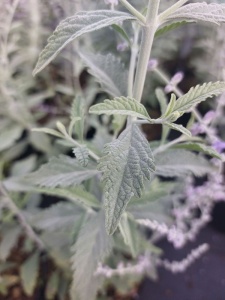 PERATR07 13