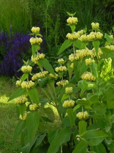 PHLRUS00 16
