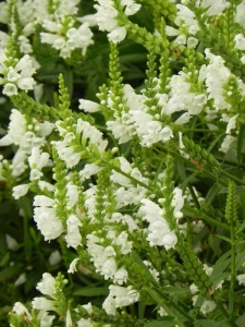 PHYVIR02 16