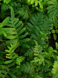 POLVUL00 11
