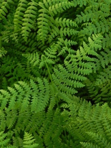 PTEAQU00 14