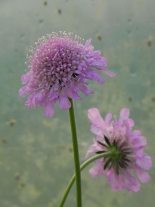 SCACOL01 12