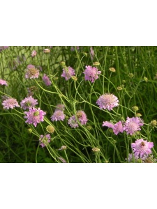 SCACOL01 13
