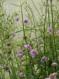 SCACOL01 15